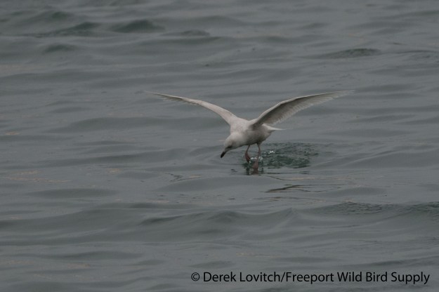 DSC_0002_ICGU_1stC1,OldPort,3-2-14