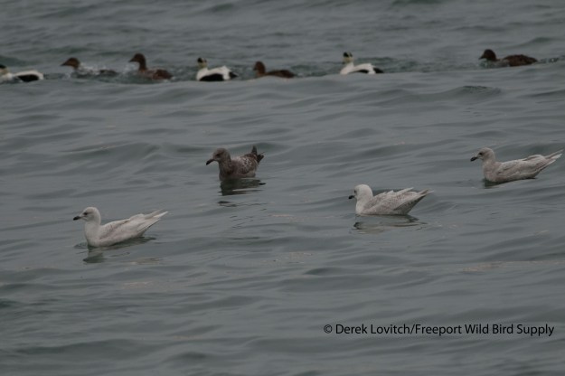 DSC_0007_3_ICGU,OldPort,3-2-14