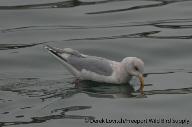 DSC_0014_ICGU_ad1,OldPort,3-2-14