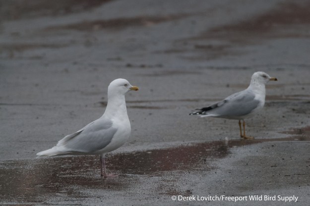 DSC_0018_Westie and RBGU_edited-1