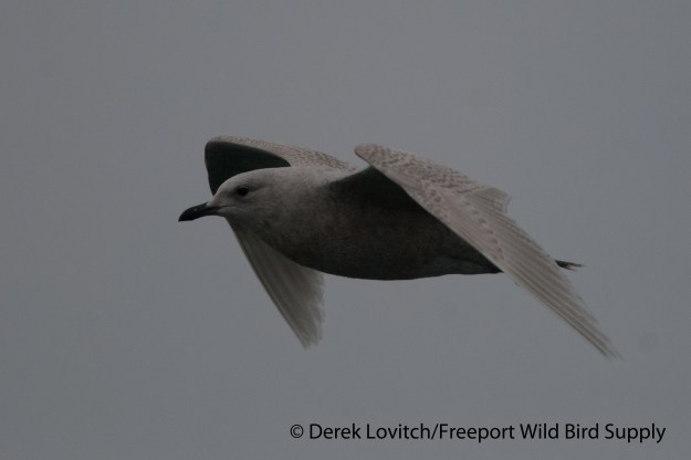 DSC_0023_1stC_ICGU-flight2,OldPort,3-2-14