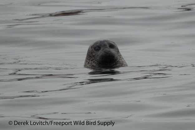DSC_0025_Harbor_Seal,OldPort,3-2-14
