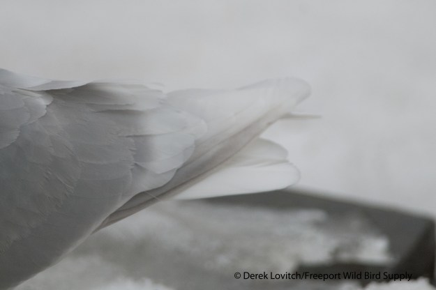 DSC_0028_Westie5_edited-1