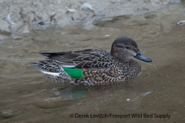 DSC_0033_GWTE_hen1,MillCreek,3-2-14