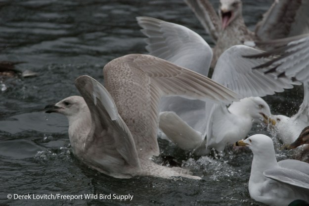 DSC_0048_Westie and ICGU_edited-1