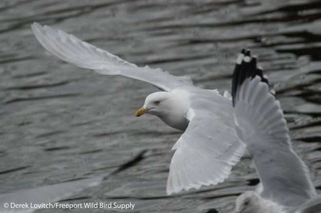DSC_0071_Westie and RBGU 5_edited-1