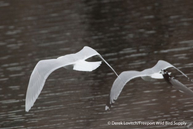 DSC_0073_Westie and RBGU 6_edited-1