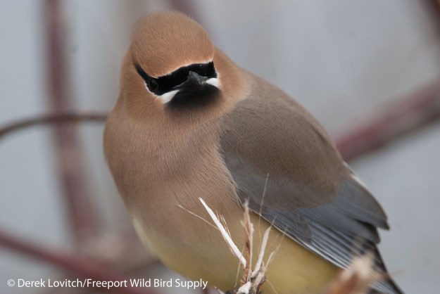 DSC_0074_CEDW,Westbrook,3-28-14_edited-1