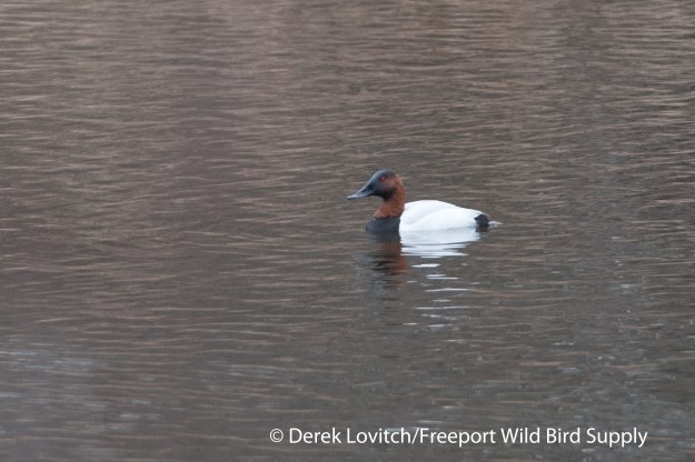 DSC_0077_CANV,Westbrook,3-18-14_edited-1