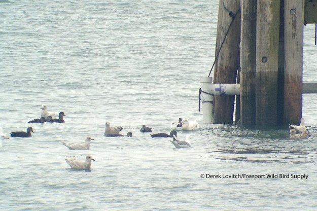 IMG_2843_gulls_at_outflow_pipe,3-2-14
