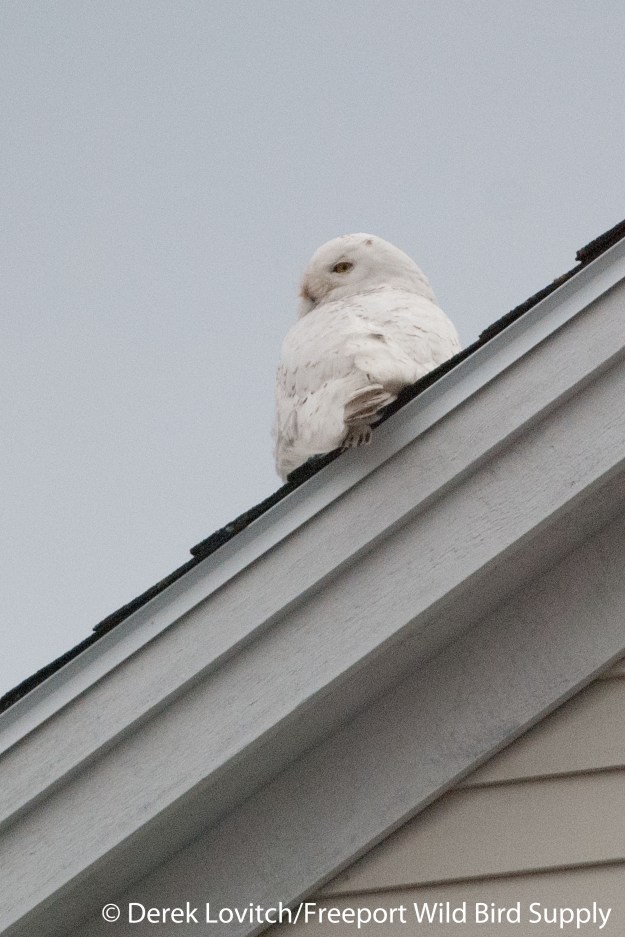DSC_0005_SNOW1,Bidd Pool, 4-29-14_edited-1