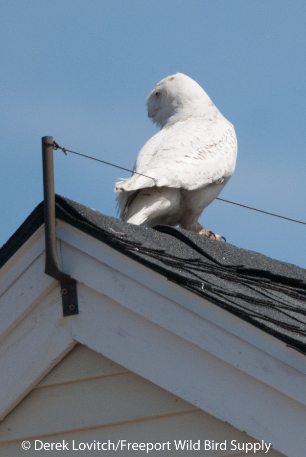 DSC_0016_SNOW2,BiddPool,4-29-14_edited-1
