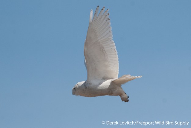 DSC_0023_SNOW3,BiddPool,4-29-14_edited-1