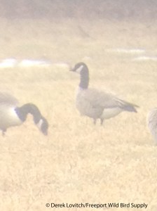 IMG_3244_CACG,GreelyRd,Cumberland,4-5-14