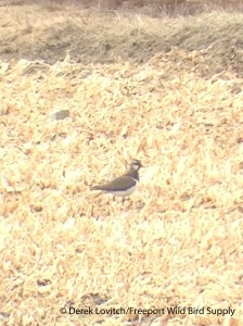 IMG_3264_NOLA2,JordanFarm,4-5-14