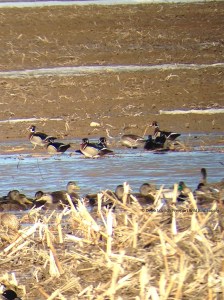 IMG_3282_WODUs1,Durham,4-6-14_edited-1