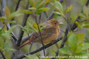 DSC_0017_SUTA,Monhegan,5-23-14_edited-1
