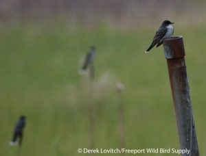 DSC_0030_3EAKI,Monhegan,5-24-14_edited-1
