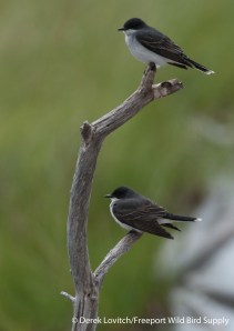 DSC_0051_2EAKI,Monhegan,5-24-14, edited-1