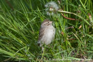 DSC_0069_BRSP2,Monhegan,5-25-14_edited-1