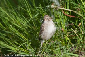 DSC_0075_BRSP5,Monhegan,5-25-14_edited-1