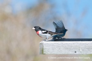 DSC_0100_RBGRandINBU,Monhegan,5-25-14_edited-1