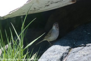 DSC_0116_BRSP6,Monhegan,5-25-14_edited-1