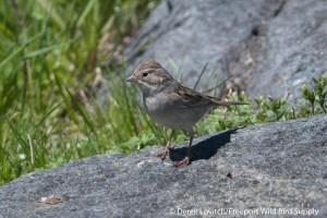 DSC_0120_BRSP3,Monhegan,5-25-14_edited-1