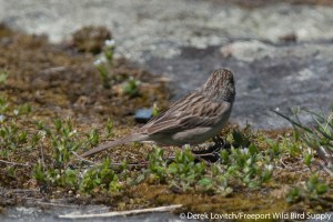 DSC_0131_BRSP7,Monhegan,5-25-14_edited-1