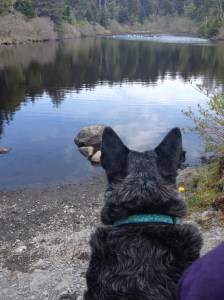 Sasha_watching_gulls,Monhegan,5-26-14