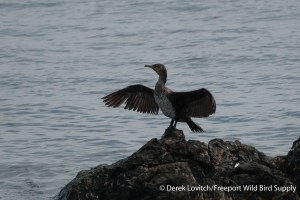 DSC_0006_GRCO1,CapeNeddick,6-10-14_edited-1