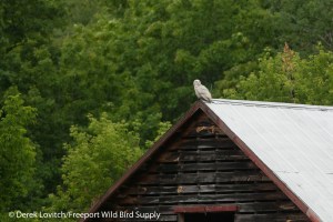 DSC_0006_SNOW,West_Paris,JUNE-14-14_edited-1