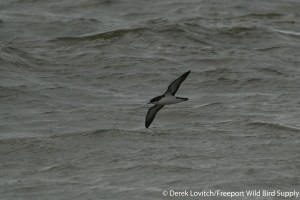 DSC_0049_MASH1,Revere,6-12-14_edited-2