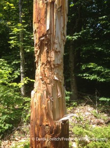 Bear pole, Me_edited-1