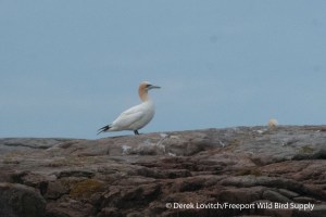 DSC_0010_NOGA,MSI,7-20-14