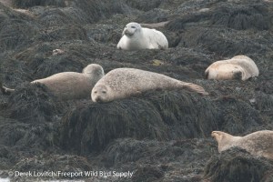 DSC_0012_Harbor_Seals1,MSI,7-20-14_edited-1