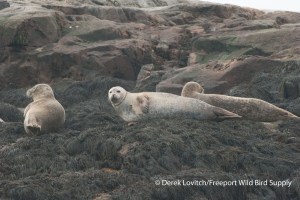 DSC_0013_Harbor_Seals2,MSI,7-20-14_edited-1