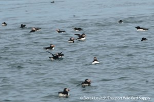 DSC_0015_ATPU_and_RAZO,MSI,7-20-14_edited-1