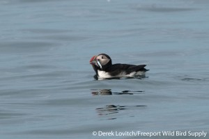 DSC_0017_ATPU_with_fish,MSI,7-20-14_edited-1