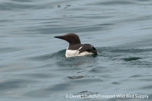 DSC_0024_COMU,MSI,7-20-14_edited-1