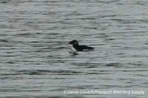 DSC_0029_1st_summer_ATPU,MSI,7-20-14_edited-1