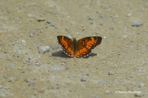 flutterby,Nancy_Houlihan_edited-1