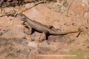 lizard - Colorado N.M.