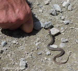 Maritime_Garter_Snake,K