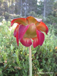 Pitcher_Plant_flower,K