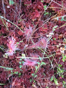 Sundew,K_Lindquist_edited-1