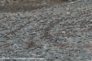 DSC_0008_SEPL_row1_edited-1