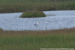 DSC_0015_AMAV_edited