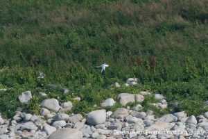 DSC_0026_Troppy8,8-4-14_edited-1