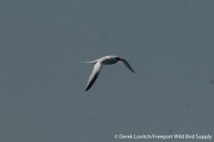 DSC_0036_Tropp3,8-4-14_edited-1